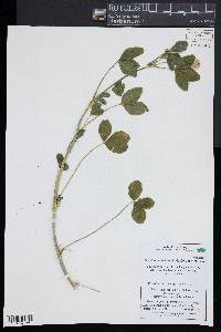 Trifolium hybridum image