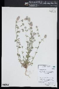 Trifolium arvense image