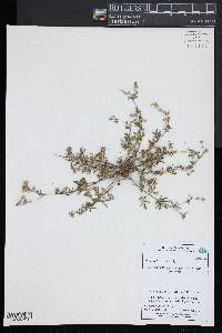 Potentilla argentea image