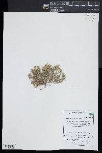 Cerastium semidecandrum image