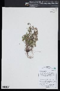 Geranium pusillum image
