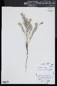 Oenothera humifusa image