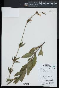 Silene latifolia image