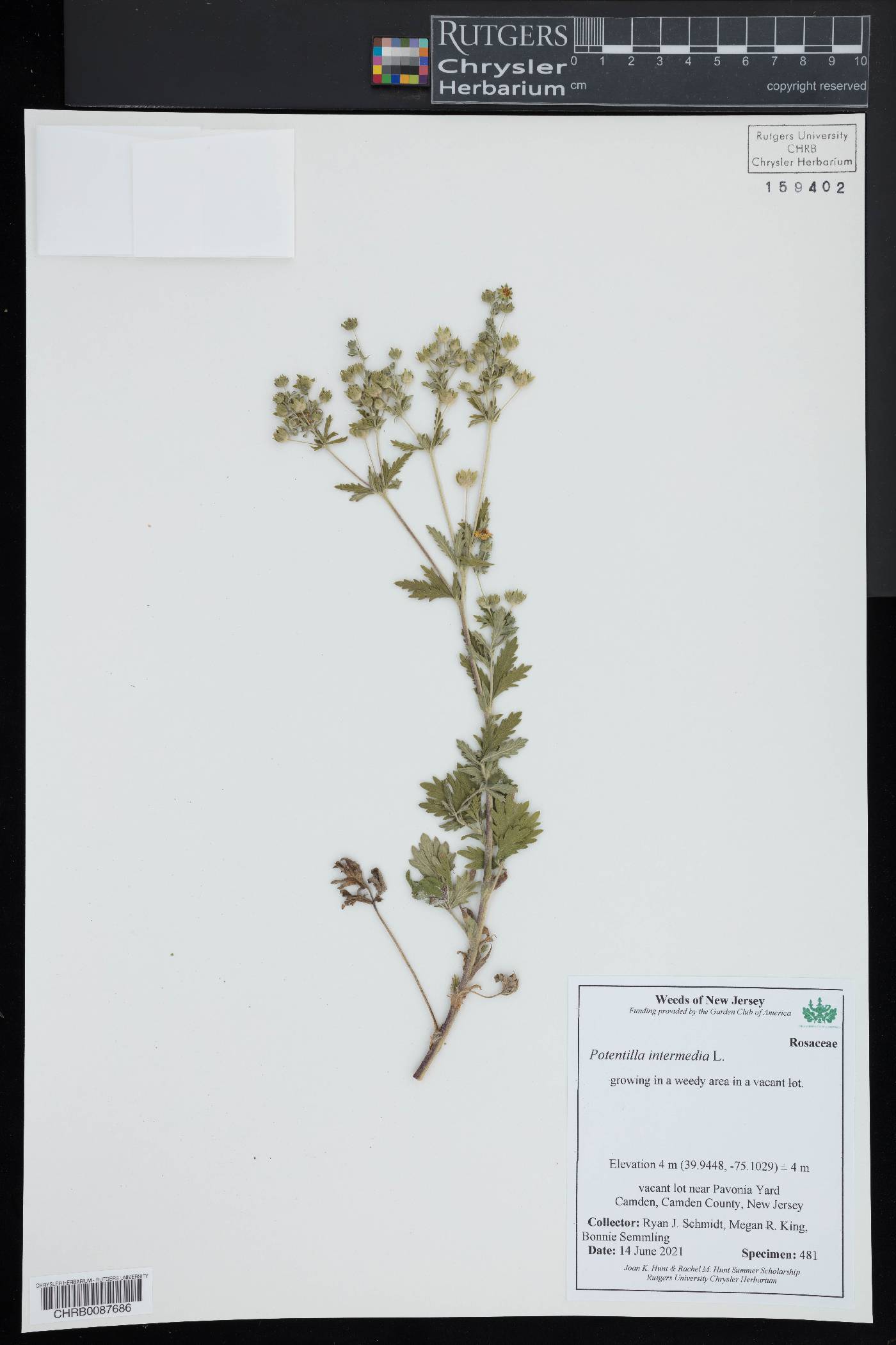 Potentilla intermedia image