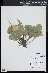 Plantago rugelii image