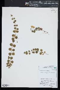 Lysimachia nummularia image