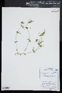 Lysimachia arvensis image