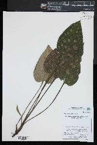 Pulmonaria officinalis image