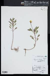 Ludwigia peploides image