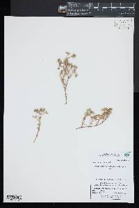 Scleranthus annuus image