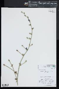 Cichorium intybus image