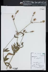 Silene latifolia image