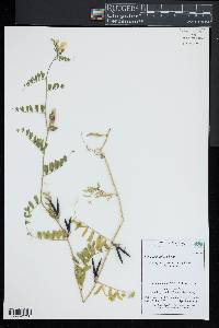 Vicia grandiflora image