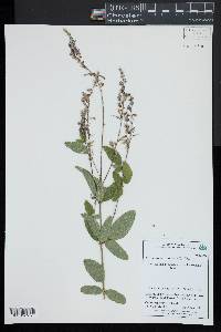 Desmodium canadense image