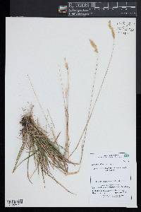 Anthoxanthum odoratum image