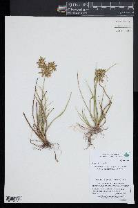 Cyperus dentatus image