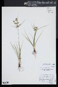 Cyperus echinatus image