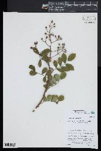 Rosa multiflora image