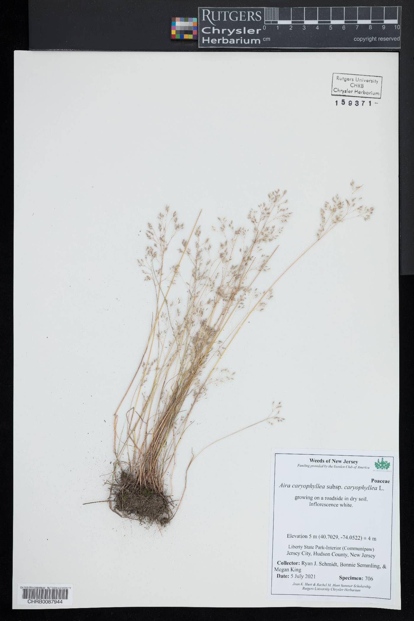 Aira caryophyllea subsp. caryophyllea image