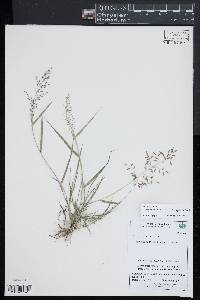 Eragrostis minor image