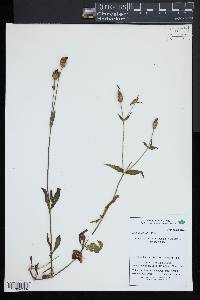 Silene latifolia image