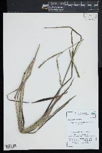 Paspalum laeve image