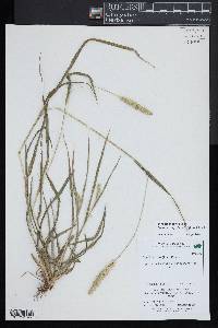 Setaria pumila image