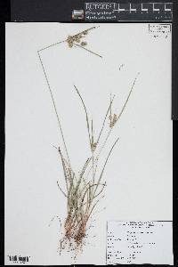 Cyperus retrorsus image