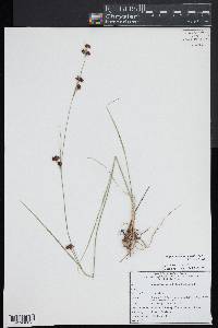 Rhynchospora capitellata image