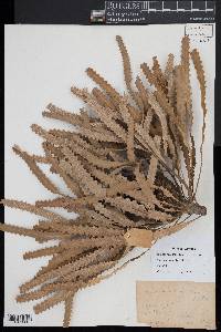 Banksia prionotes image