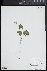 Viola hirsutula image