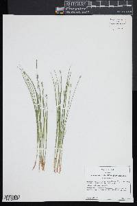 Trichophorum planifolium image