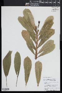 Image of Clermontia grandiflora