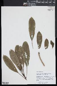 Clermontia parviflora image