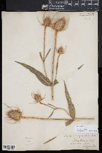 Dipsacus fullonum image