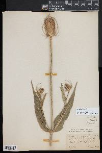 Dipsacus fullonum image