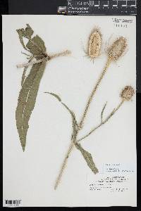 Dipsacus fullonum image