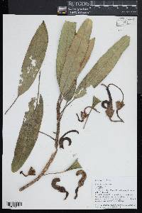 Clermontia arborescens image
