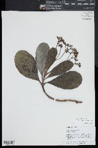 Image of Neuburgia novocaledonica