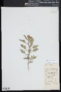 Glandularia canadensis image