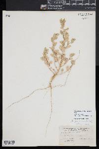 Atriplex cristata image