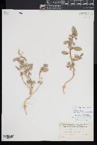 Atriplex cristata image