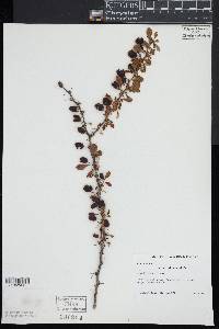 Berberis thunbergii image