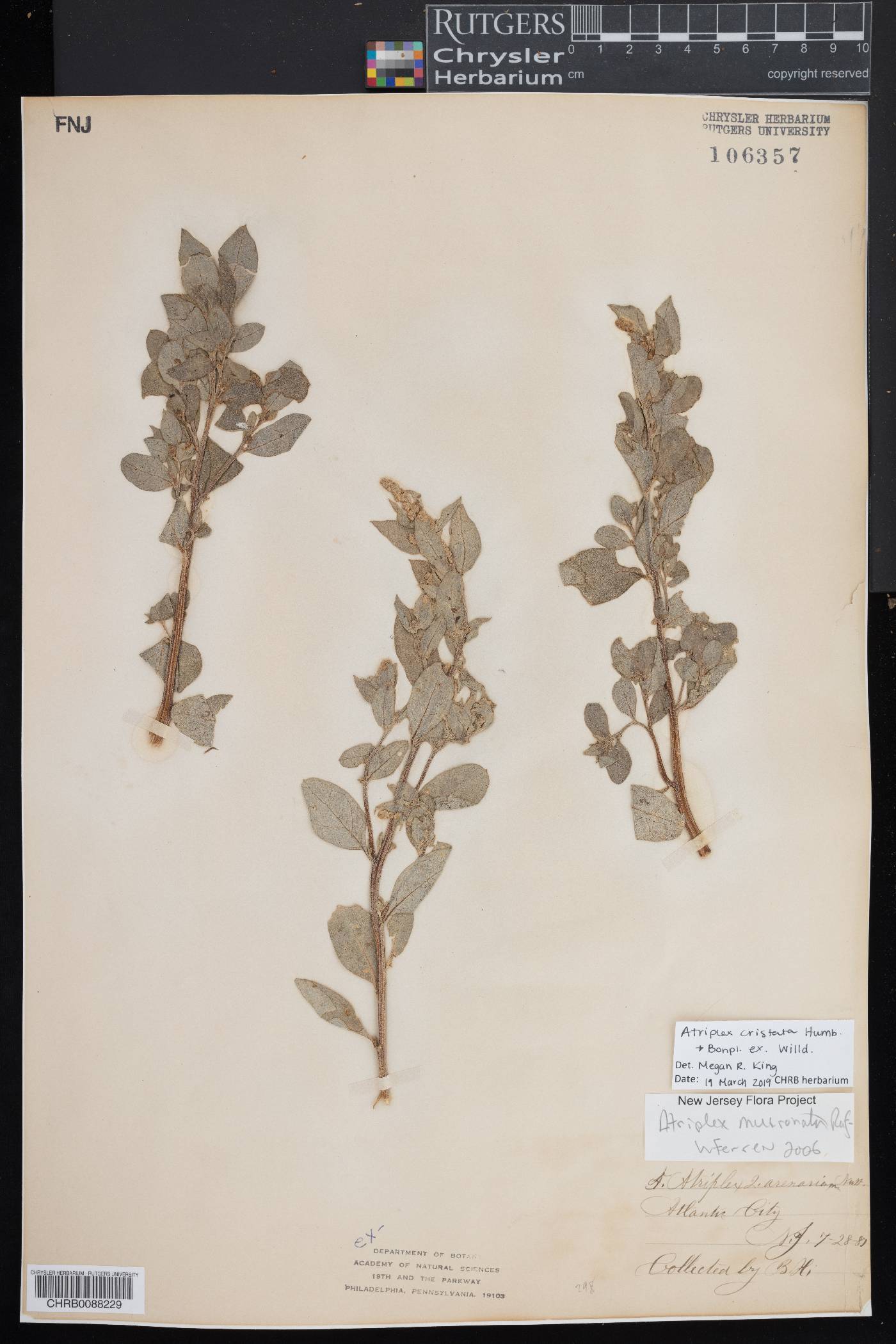 Atriplex cristata image