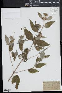 Pycnanthemum pycnanthemoides image