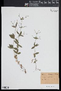 Galium circaezans image