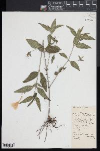 Ruellia pedunculata image