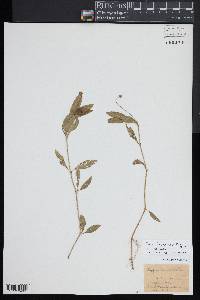 Phyla lanceolata image