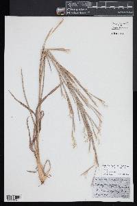 Schizachyrium scoparium var. scoparium image