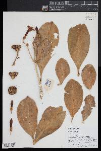 Fagraea berteriana image